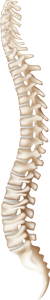 spine